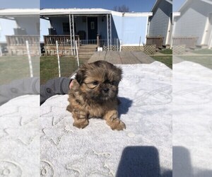 Shih Tzu Puppy for sale in S ZANESVILLE, OH, USA
