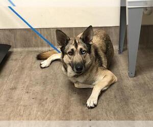 German Shepherd Dog Dogs for adoption in Pasadena, CA, USA