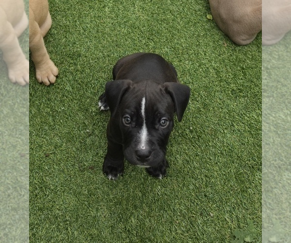 Medium Photo #8 American Pit Bull Terrier Puppy For Sale in SOUTHBOROUGH, MA, USA