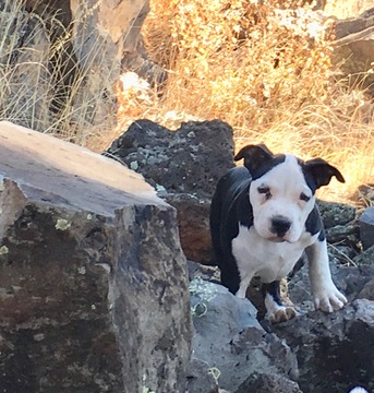 Medium Photo #2 American Pit Bull Terrier Puppy For Sale in WILLIAMS, AZ, USA