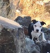 Small Photo #2 American Pit Bull Terrier Puppy For Sale in WILLIAMS, AZ, USA