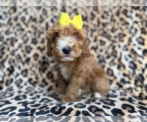 Cockapoo (Miniature) Puppy for sale in LAKELAND, FL, USA