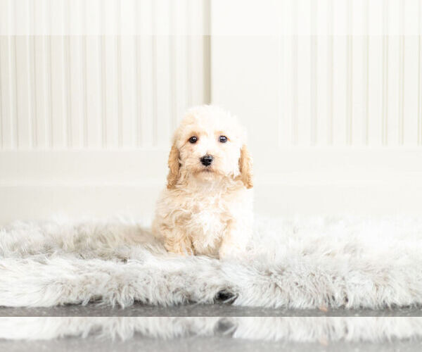 Medium Photo #6 Bichpoo Puppy For Sale in WARSAW, IN, USA