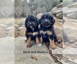 Aussiedoodle Miniature  Puppy for sale in SPOKANE, WA, USA