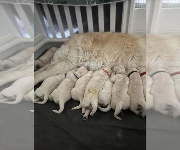Medium Photo #7 English Cream Golden Retriever Puppy For Sale in ATWATER, CA, USA