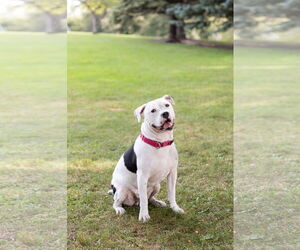 American Pit Bull Terrier-Unknown Mix Dogs for adoption in Crete, IL, USA