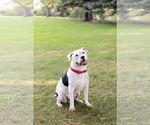 Small American Pit Bull Terrier Mix