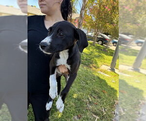 Labrador Retriever Dogs for adoption in Stockton, CA, USA