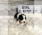 Small Photo #12 Sheepadoodle Puppy For Sale in NIXA, MO, USA