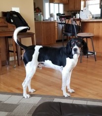 Treeing Walker Coonhound Dogs for adoption in GALESBURG, MI, USA