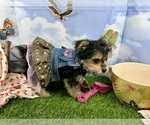 Small #15 Morkie