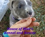 Small #6 American Pit Bull Terrier