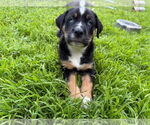Small #2 Mutt