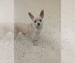 Small #4 Chihuahua
