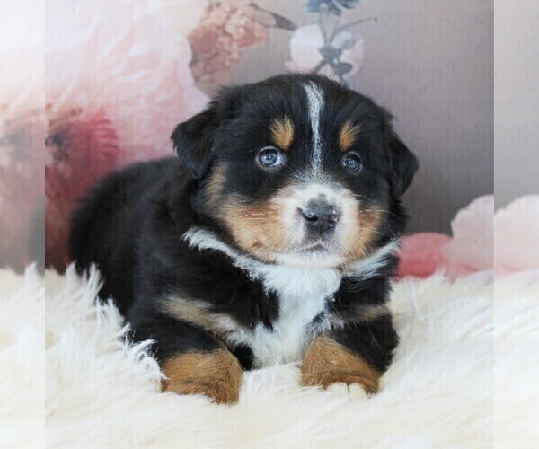 Medium Photo #3 Australian Shepherd Puppy For Sale in KIRKWOOD, PA, USA