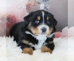 Small Photo #3 Australian Shepherd Puppy For Sale in KIRKWOOD, PA, USA