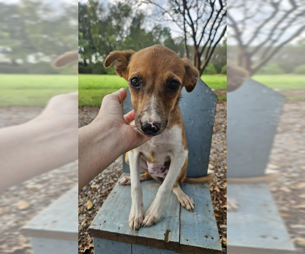 Medium Photo #1 Mutt Puppy For Sale in Cranston, RI, USA