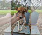 Small Mutt