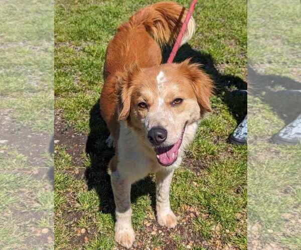 Medium Photo #3 Australian Shepherd-English Shepherd Mix Puppy For Sale in Anniston, AL, USA