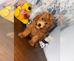 Small #46 Goldendoodle mix (+ Poodle Miniature)