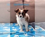 Puppy Bartholomew Papillon