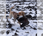 Small Photo #8 Labrador Retriever Puppy For Sale in ODUM, GA, USA