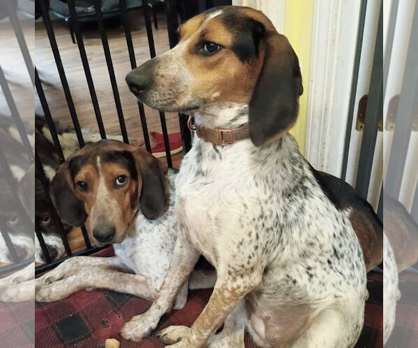 Medium Photo #4 Bluetick Coonhound Puppy For Sale in Spring Lake, NC, USA