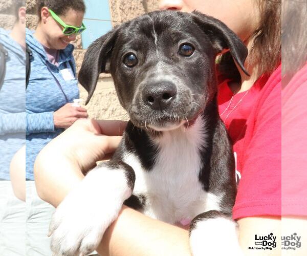 Medium Photo #2 Labrador Retriever-Unknown Mix Puppy For Sale in Washington, DC, USA
