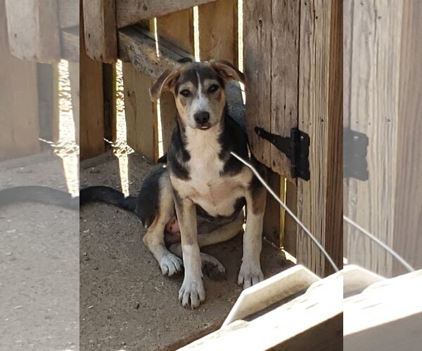 Medium Photo #4 Mutt Puppy For Sale in Poplar Bluff, MO, USA