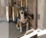 Small #3 Mutt