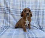 Small #6 Beagle-Labradoodle Mix