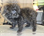 Small #47 Poodle (Toy)