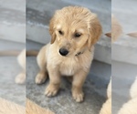 Small Photo #6 Golden Retriever Puppy For Sale in ANTIOCH, CA, USA