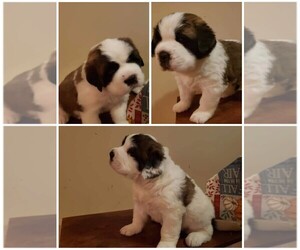 Saint Bernard Puppy for sale in BATTLE CREEK, MI, USA