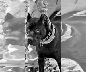 Mother of the Cane Corso puppies born on 01/09/2026