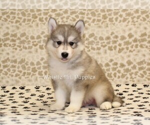 Pomsky Puppy for sale in DENVER, PA, USA
