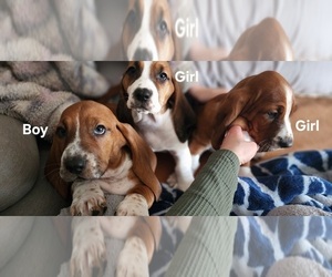 Basset Hound Puppy for sale in SANFORD, NC, USA