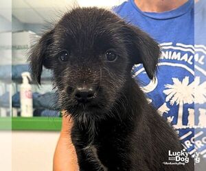 Mutt Dogs for adoption in Washington, DC, USA