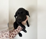 Puppy Orange collar Labrador Retriever