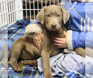Labrador Retriever Puppy for sale in DANVILLE, PA, USA