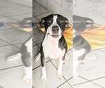 Small Photo #2 American Pit Bull Terrier Puppy For Sale in Oakhurst, NJ, USA