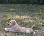 Small #1 Labrador Retriever