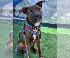 Nico (Courtesy post) - Male American Staffordshire Terrier-Siberian Husky Mix Dog for Adoption - Photo #3