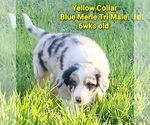 Small Photo #7 Border Collie Puppy For Sale in ELMENDORF, TX, USA