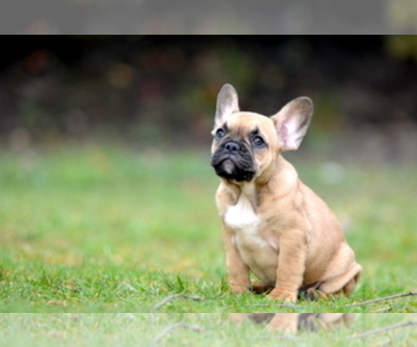 Medium Photo #13 French Bulldog Puppy For Sale in Kiskoros, Bacs-Kiskun, Hungary