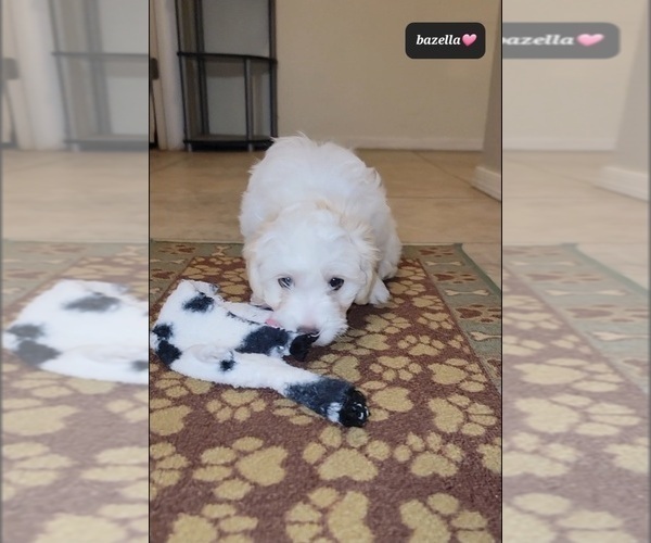 Medium Photo #3 Havanese Puppy For Sale in TUCSON, AZ, USA