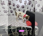 Small #1 Rat Terrier Mix