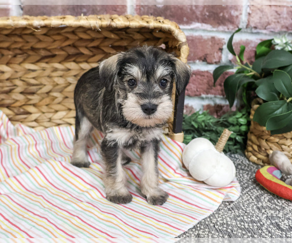 Medium Photo #5 Schnauzer (Miniature) Puppy For Sale in SYRACUSE, IN, USA