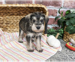 Esme - Female Schnauzer (Miniature) Puppy for Sale - Photo #5