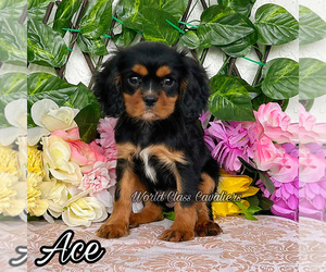 Cavalier King Charles Spaniel Puppy for sale in MIAMI, FL, USA